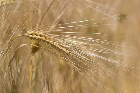 Golden ears of wheat in summer on the field. Wheat Background