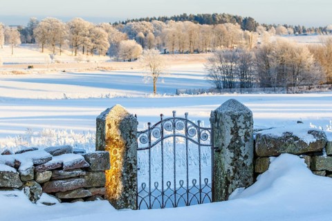 Old iron gate in a snowy winter landscape in the countryside
