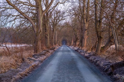 Path through an old avenue. Trees in a winter landscape with ice and frost in a nature reserve.