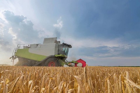 Combine harvesting a wheat field. Combine working the field