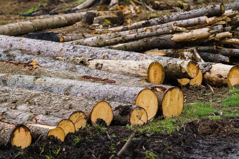 Pile of wood. A view of huge stacks of logs