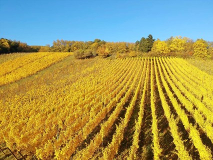 An image of a flight over vineyard Alsace France