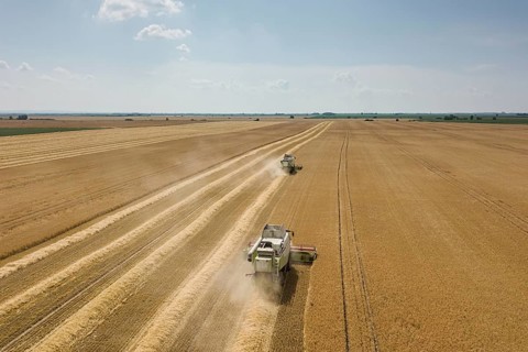 Combine harvester working on a wheat field. Combine harvester Aerial view