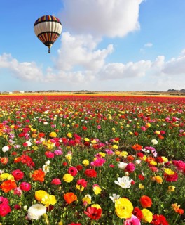 A lot of lovely blooming flowers and shining clouds. Over the blossoming field of flying a balloon