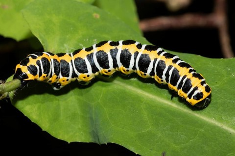 Lettuce monk (Cucullia lactucae)