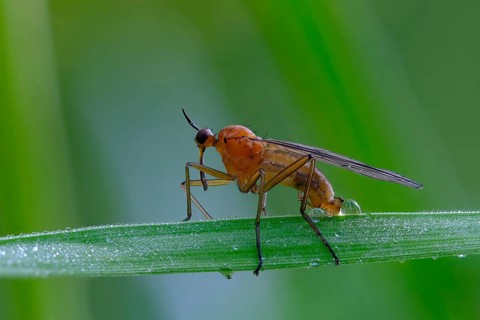 Empis stercorea (Empis stercorea)