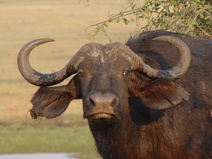 Buffalo, African (Syncerus caffer)