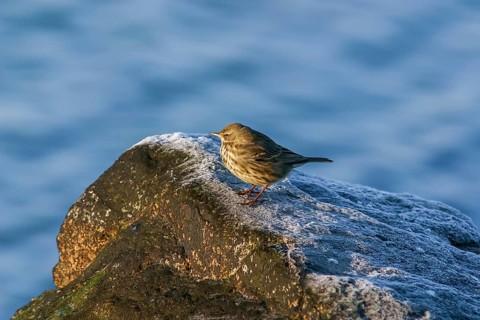 Sand pipit (Anthus spinoletta)