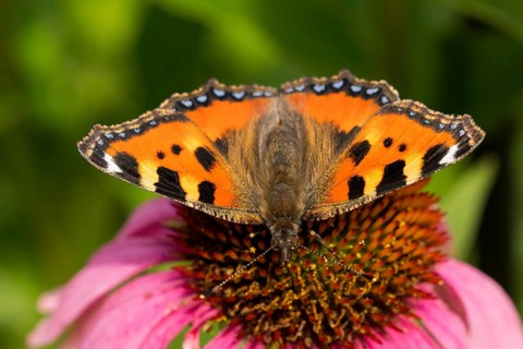 Small tortoiseshell (Aglais urticae)