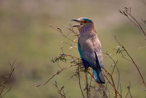 Hindu Roller (Coracias benghalensis)