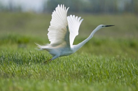 Great White Egret (Casmerodius albus)