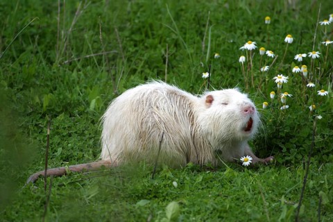 Nutria (Myocastor coypus)