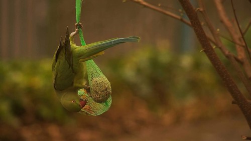 Collared parakeet (psittacula krameri)