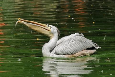 Rufous pelican (Pelecanus rufescens)