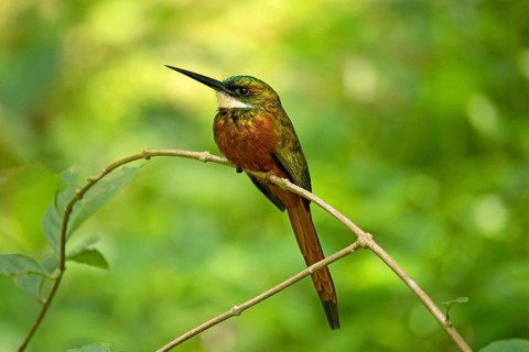 Red-tailed Jacamar (Galbula ruficauda)