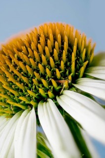 Echinacea purpurea, white garden form, hedgehog's head (Echinacea purpurea)