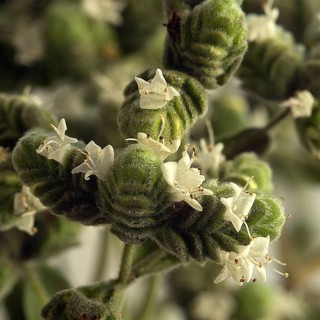 (Origanum majorana)