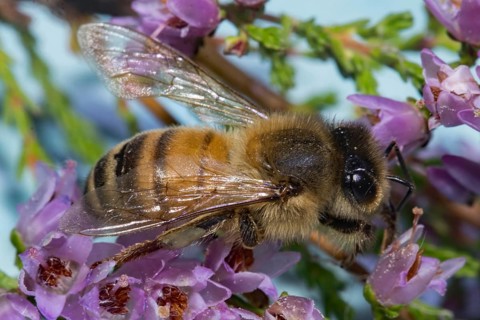 Honey bee (Apis mellifera)