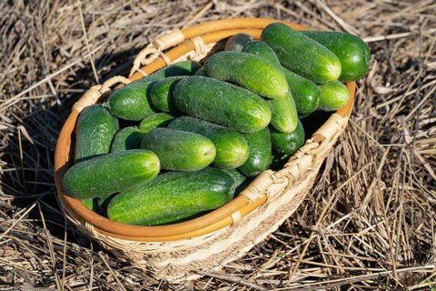 Freshly picked green organic cucumbers in wicker basket standing on hay. Healthy eco vegetables on