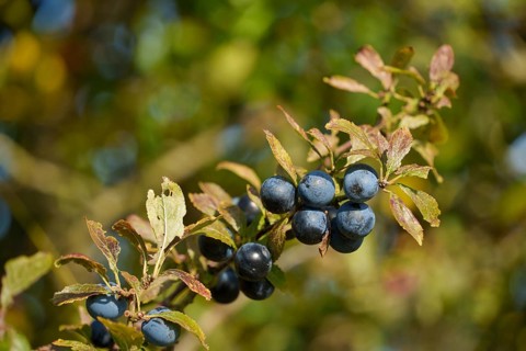 Ripe blackthorn (Prunus spinosa), fishing village Vitt at Cape Arkona, Rügen, Mecklenburg-Western