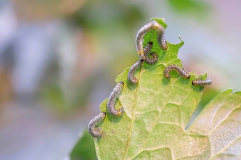 Yellow gooseberry leaf wasp (Nematus ribesii), large cluster on a gooseberry leaf (Ribes