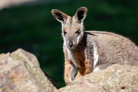 Yellow footed rock wallaby sitting on a rock