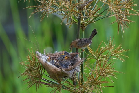 Streaked Fantail Warbler feed their chicks