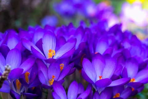 Beautiful springflower crocus in the garden