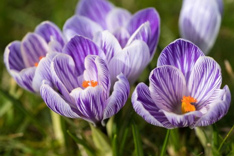 Beautiful springflower crocus in the garden