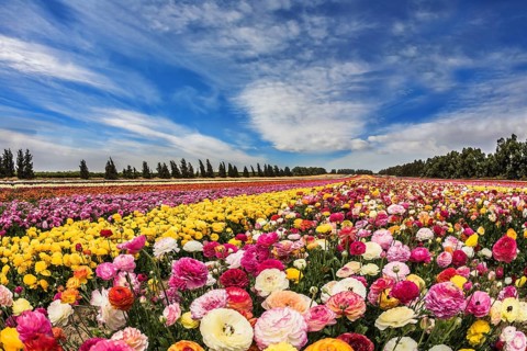Israeli kibbutz on the border with the Gaza Strip. Spring carpet of flowers. Huge field of