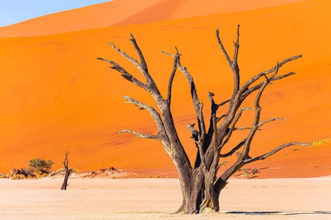 The skeletons of dead trees. The Namib Naukluft Park. Africa. Namibia. Huge scenic red and orange