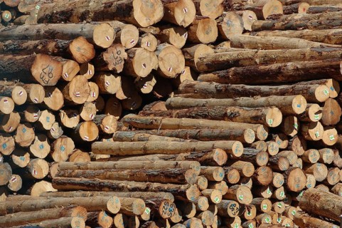 Piles of Pinus radiata logs for export at Port of Lyttleton, South Island, New Zealand