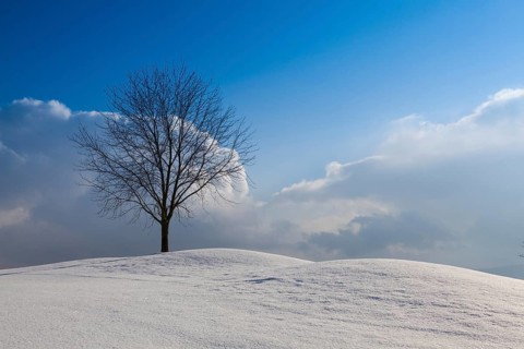 Lonely tree in a winter landscape under blue sky