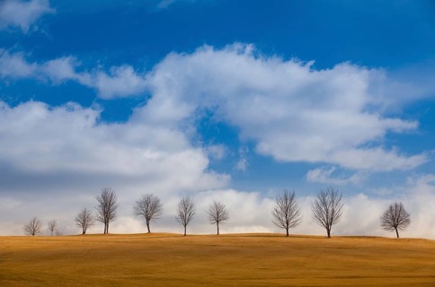 Lonely tree on the empty golf course in autumn