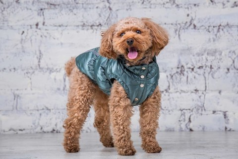 Small funny dog of brown colour with curly hair of toy poodle breed posing in clothes for dogs.