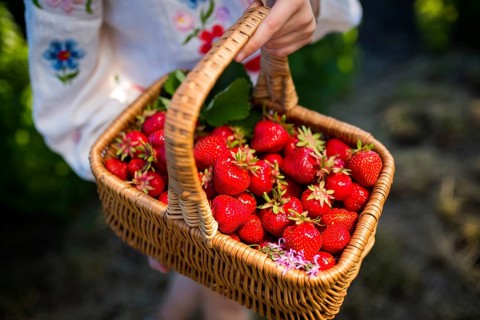 Closeup of woman's hands holding basket with organic garden summer strawberry berries. Healthy