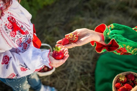 Closeup of woman's hands holding basket with organic garden summer strawberry berries. Healthy