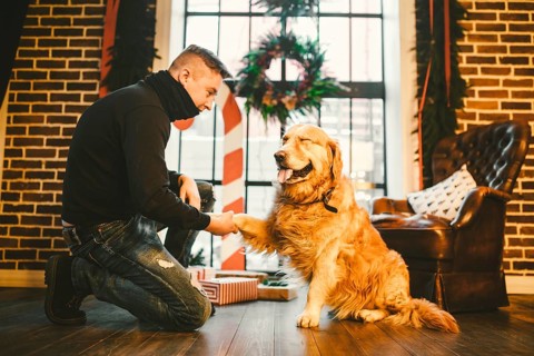 Friendship of man and dog. Pet golden retriever breed labrador shaggy dog. A man trains, teaches a