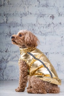 Small funny dog of brown colour with curly hair of toy poodle breed posing in clothes for dogs.