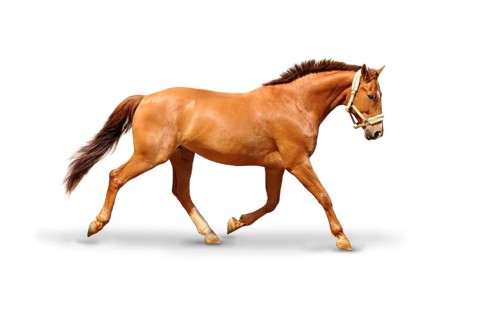 Horse at a gallop
