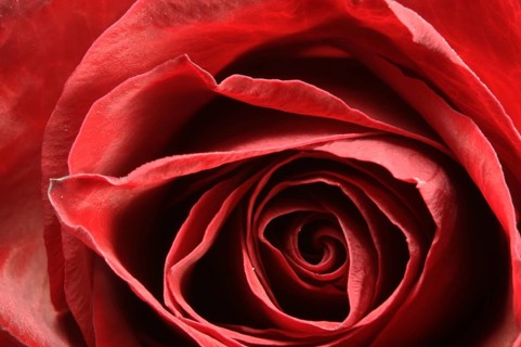 Rose bud on fork