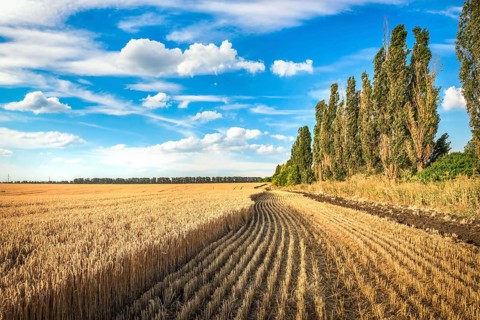 Field of growing and mowed wheat under blue cloudy sky