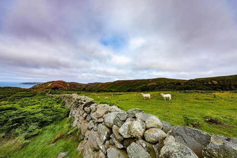 Hilly landscape with green meadows, sheep and stone wall, dry stone wall on the edge of Snowdonia