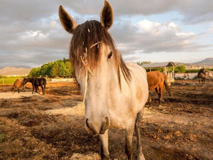 beautiful Horse on a farm