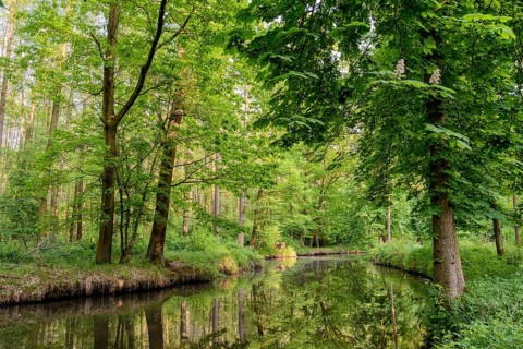 Spreewald