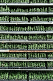 Spice rosemary in a pot on shelf