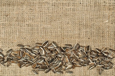 Closeup raw sunflower seeds on burlap. Arranged as border