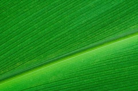 Natural background of green leaf. Close up leaf surface