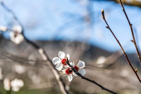 Blue sky, apricot blossom, apricot blossom, Wachau, Lower Austria, Austria