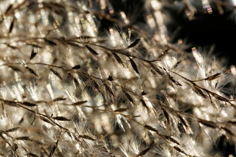 Flower panicles in the wind, Schweinfurt, Germany